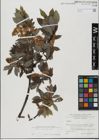 Foto von Salix hastata L.